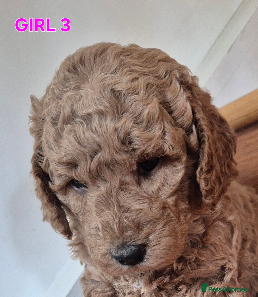 Mini Goldendoodle dogs for sale: F1b Red Miniature Goldendoodles tested parents - Image 33