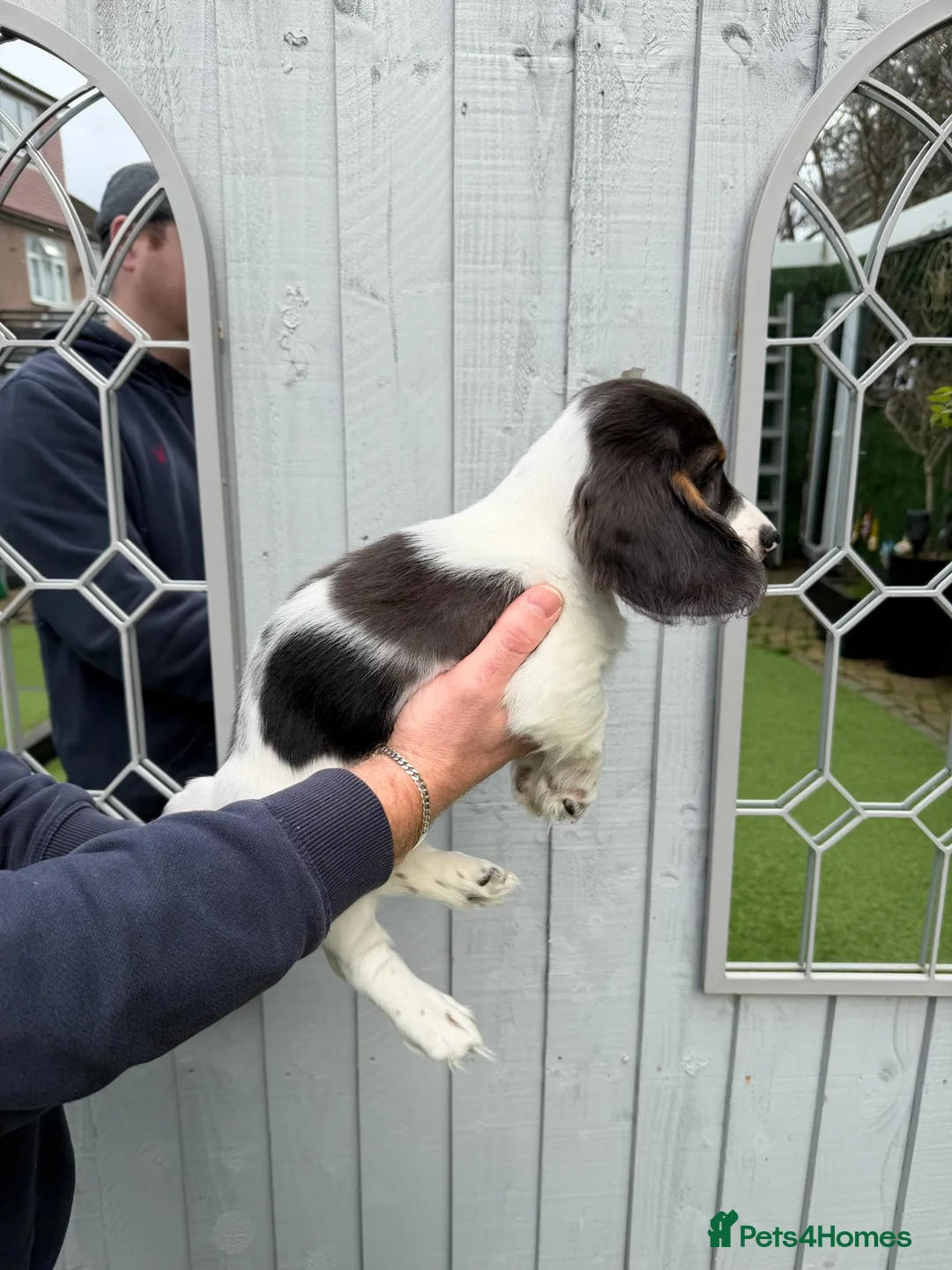 Miniature Dachshund dogs for sale: Miniature dachshunds puppies long and short coats - Advert 7