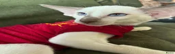 Siamese cats for sale: Pedigree GCCF Siamese kittens  in Knottingley - Advert 12