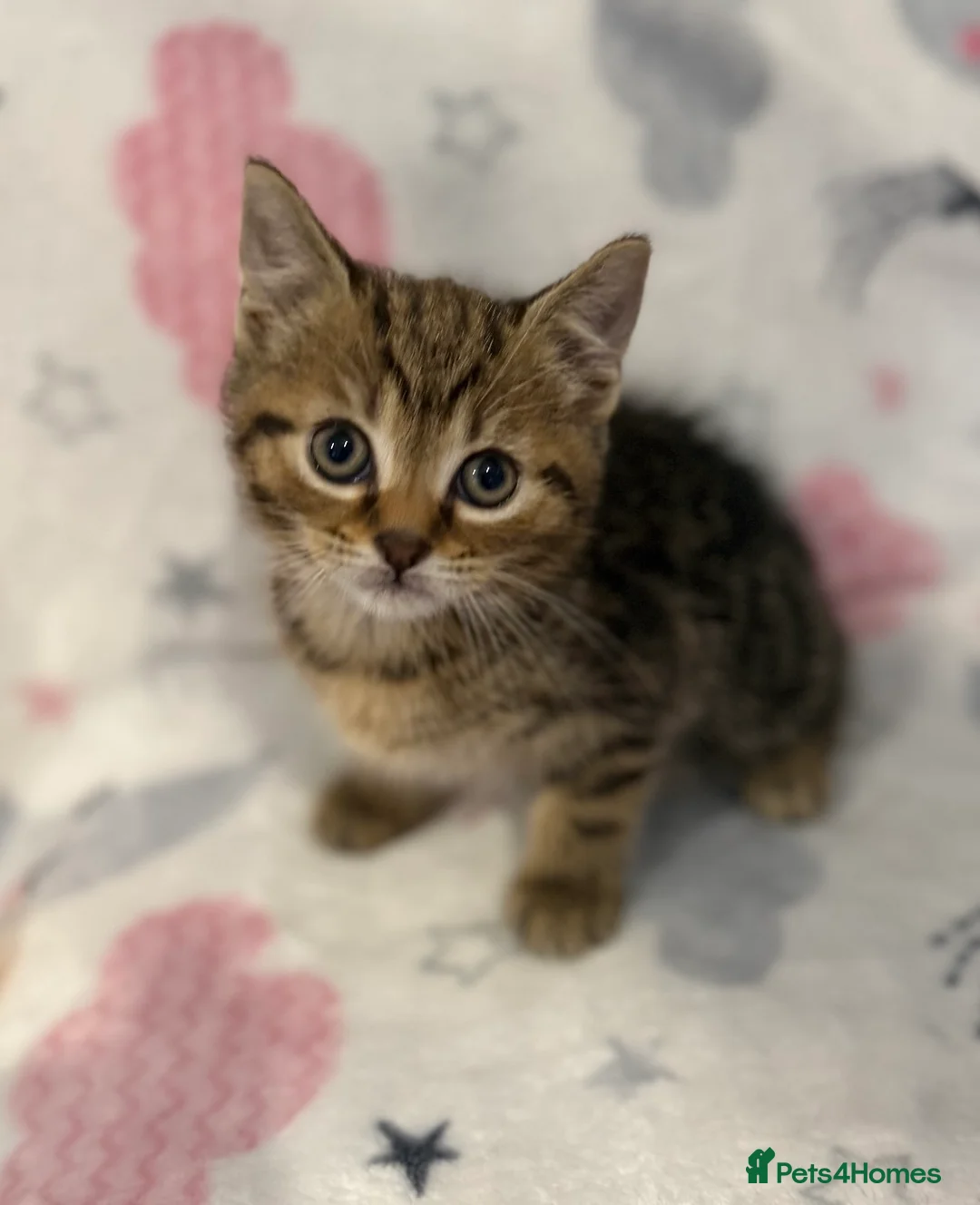 Mixed Breed cats for sale: Shorthair kittens x bengal kittens  - Advert 6