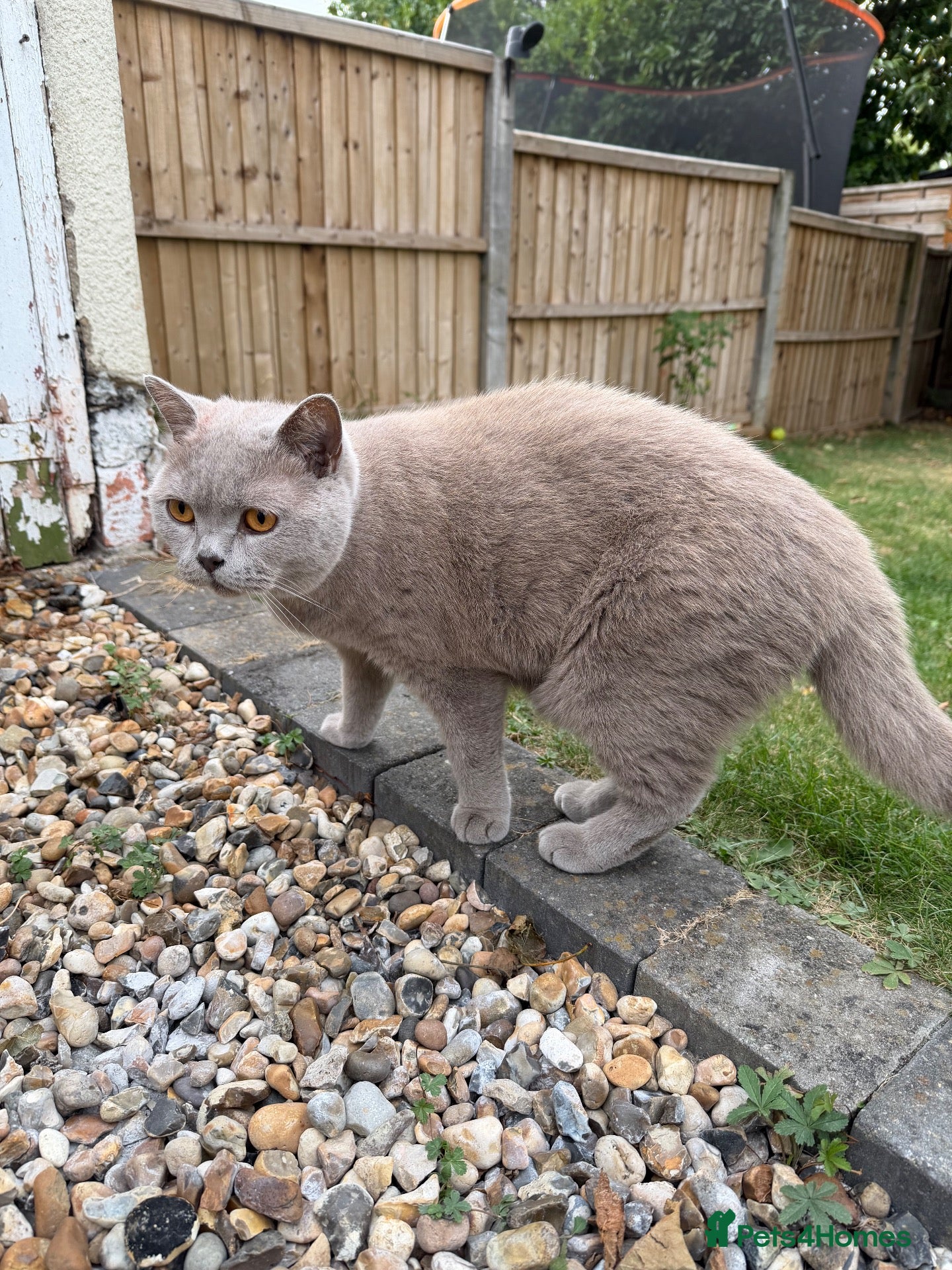 British Shorthair cats Rocky  - Advert 1