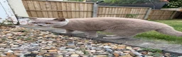 British Shorthair cats for sale: Rocky  in Romford - Advert 1