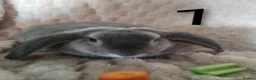 Rex rabbits for sale: 4 baby female Rex's - Advert 4