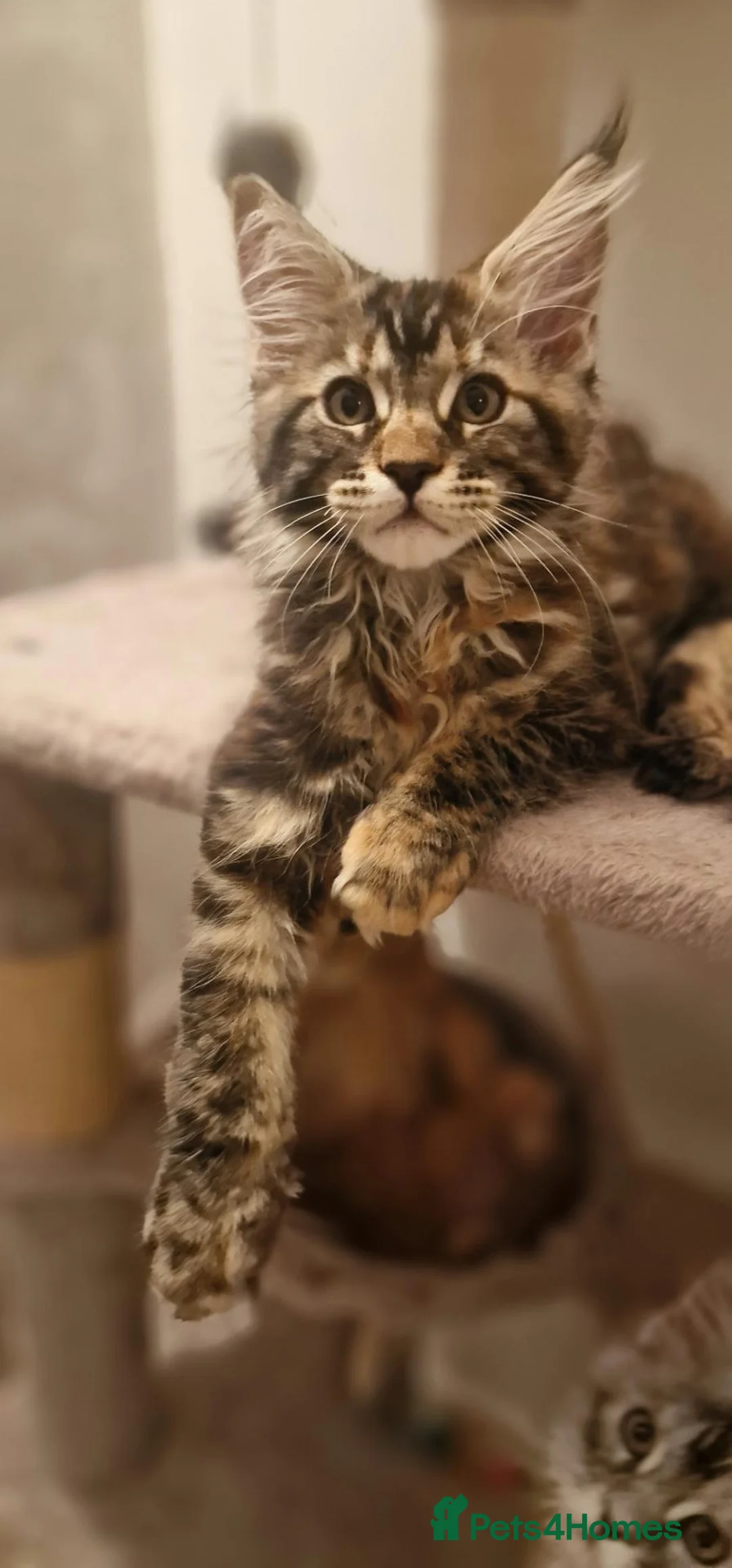Maine Coon cats for sale: 2 Beautiful Kittens looking for forever homes - Advert 1
