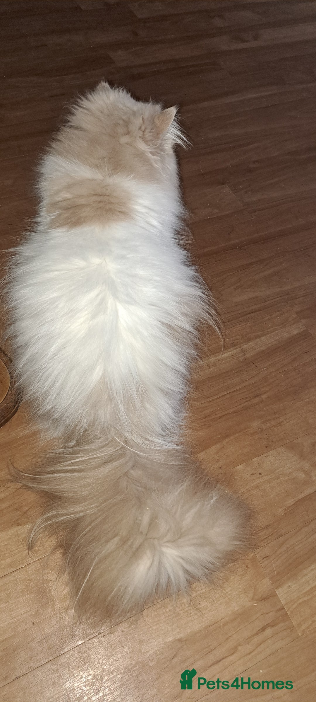 Persian cats for sale:  Pedigree Persian Female Available Now - Advert 18