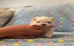 Maltese dogs for sale: Tiny kc registered maltese Korean boys  - Image 2