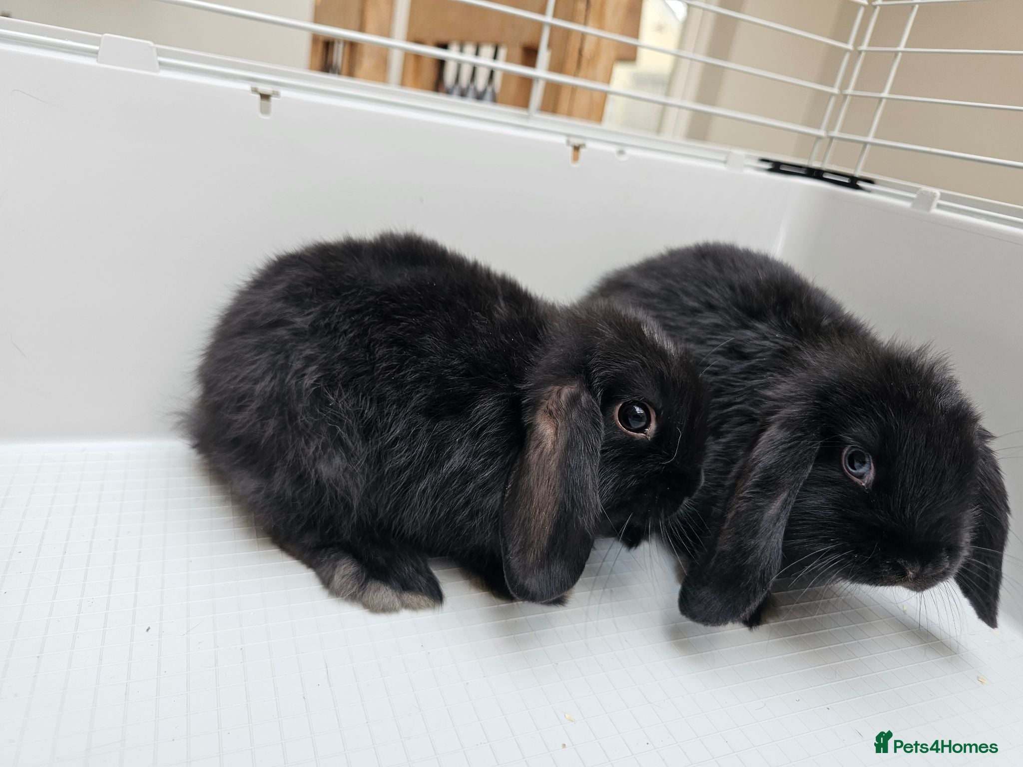 Mini Lop rabbits Mini lop bunnys  - Advert 2