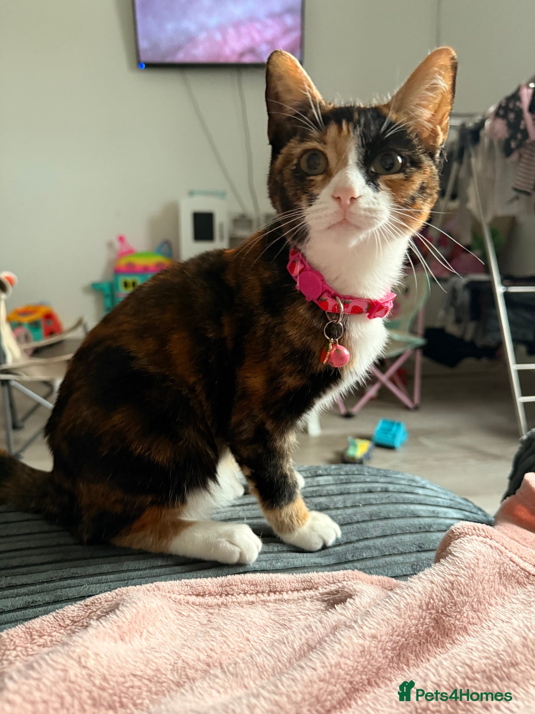 Mixed Breed cats for sale: Calico kittens both female  - Advert 8