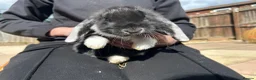 English Lop rabbits for sale: 9 week old lop bunnies  - Advert 4