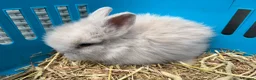 Lionhead rabbits for sale: Double mane lion lead bunny’s for sale  - Advert 11
