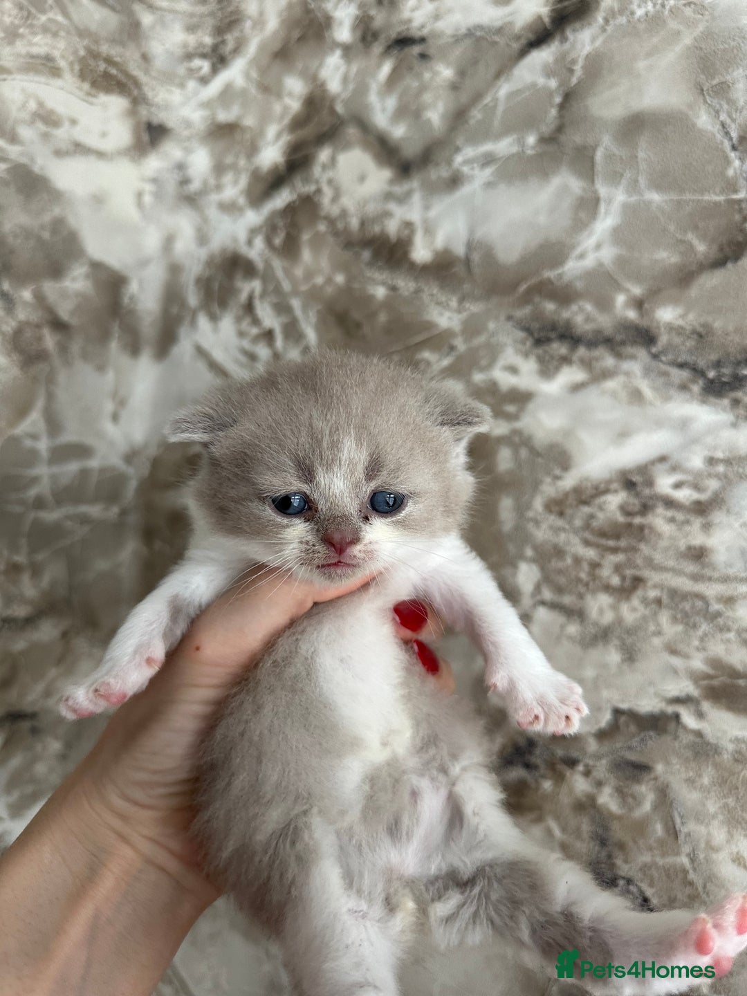 British Shorthair cats for sale: 🍫 🧸Beautiful TICA Registered British Short 🧸🍫 - Image 12