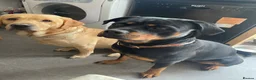 Mixed Breed dogs for sale: Lab X rottie pups  in Bristol - Advert 7