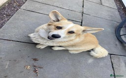 Welsh Corgi Pembroke dogs for sale: 🐾 Pedigree Pembroke Welsh Corgi Puppies 🐾 - Image 5