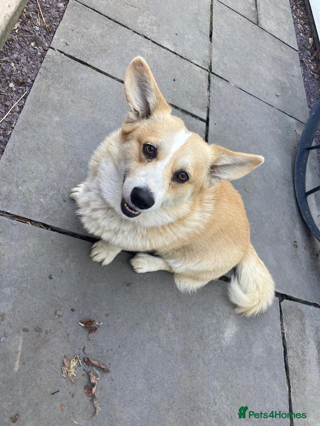 Welsh Corgi Pembroke dogs for sale: 🐾 Pedigree Pembroke Welsh Corgi Puppies 🐾 - Image 5