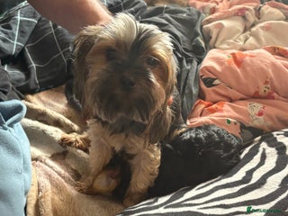 Yorkshire Terrier dogs 3 Yorkshire Terrier mini Girls - Advert 1