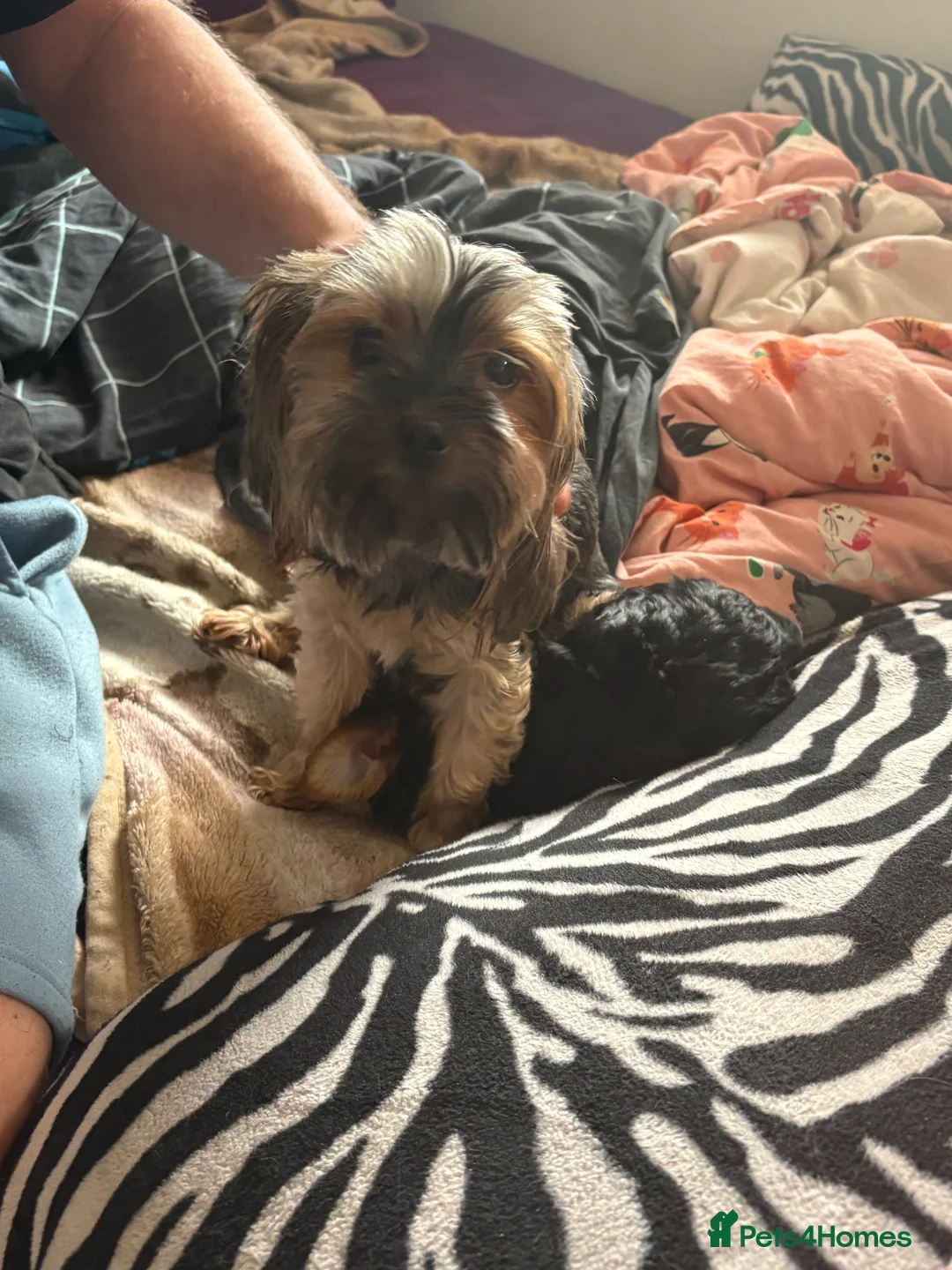 Yorkshire Terrier dogs for sale: 3 Yorkshire Terrier mini Girls - Advert 2