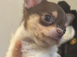 Chihuahua dogs Lovely chihuahua pups - Advert 3