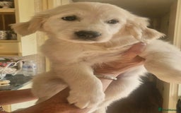 Golden Retriever dogs for sale: KC Registered Golden Retreiver Puppies  - Image 7