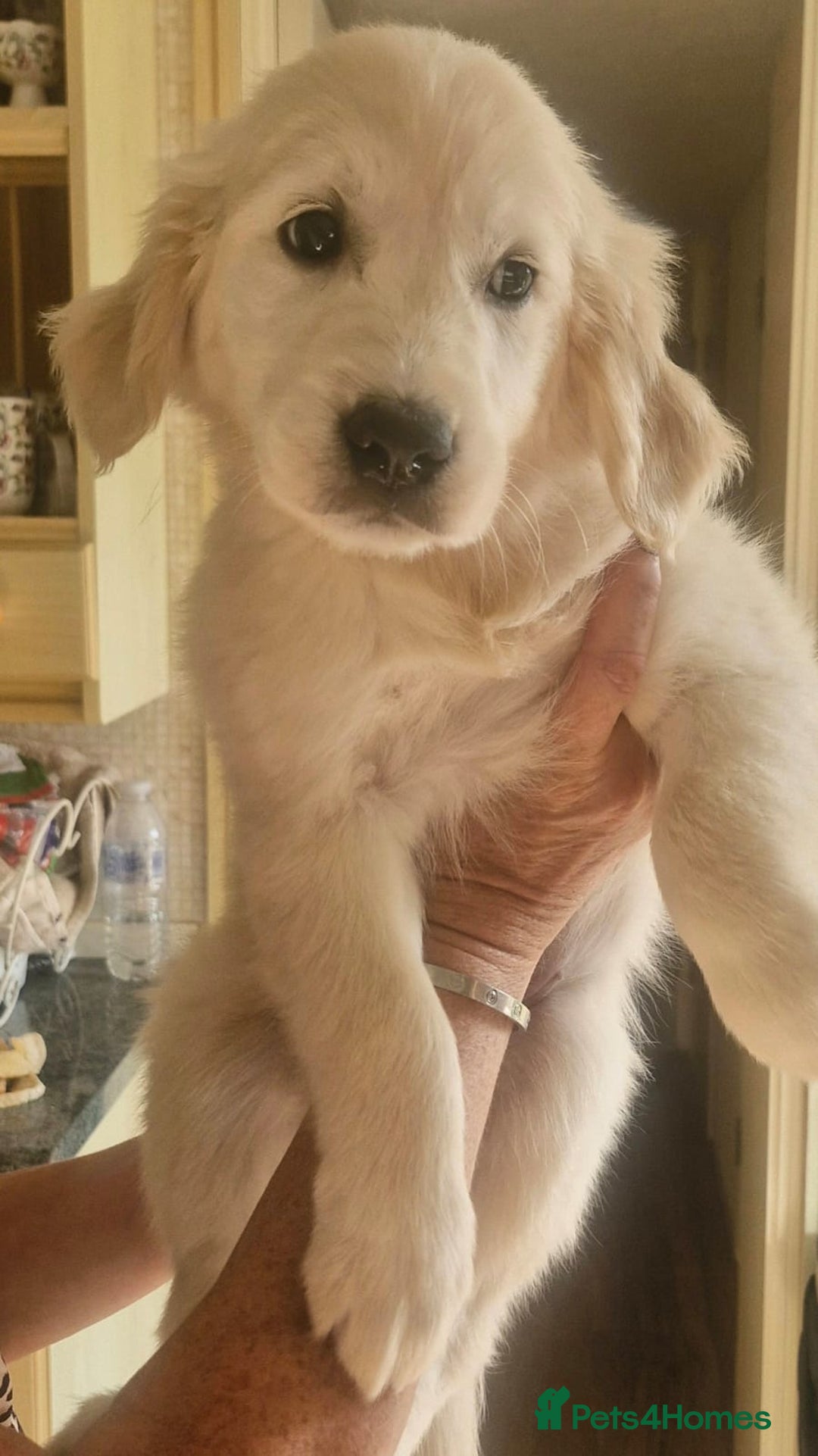 Golden Retriever dogs for sale: KC Registered Golden Retreiver Puppies  - Image 7