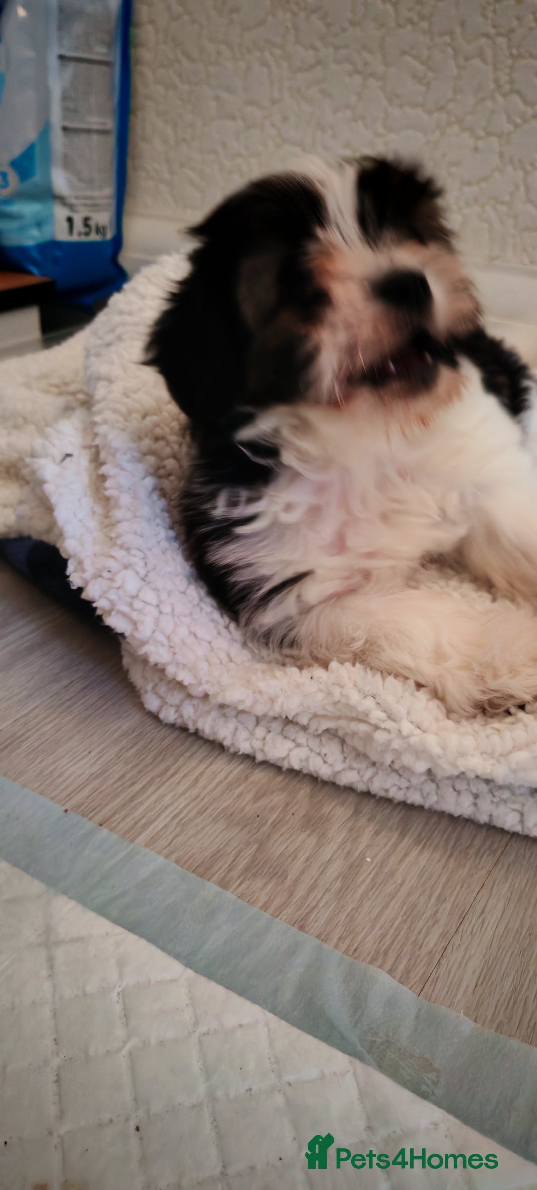 Shih Tzu dogs for sale: Beautiful full breed fluffy Shih Tzu boy  - Advert 8