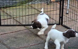 English Springer Spaniel dogs for sale: Beautiful litter kc reg springer spaniels - Advert 5