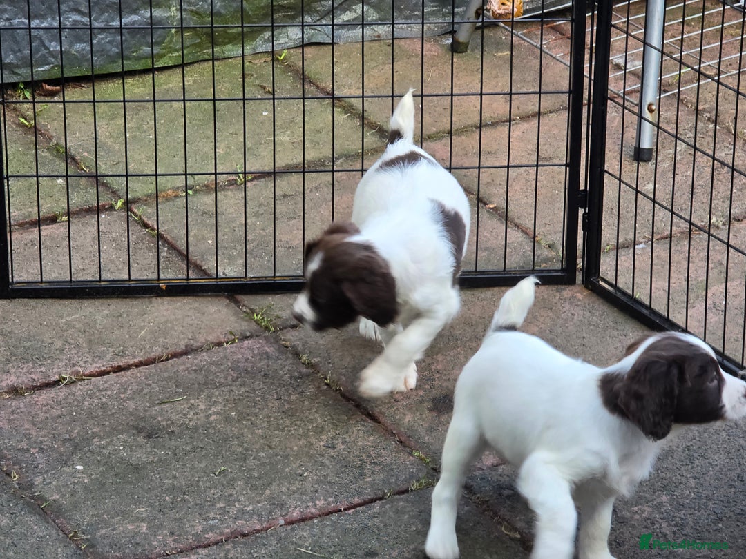 English Springer Spaniel dogs for sale: Beautiful litter kc reg springer spaniels - Advert 5