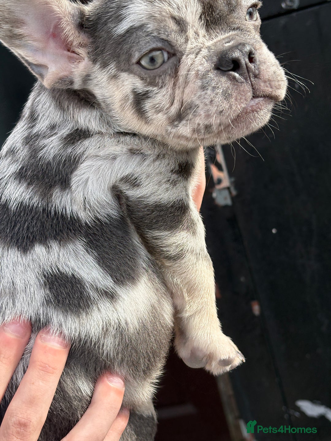 French Bulldog dogs for sale: Blue Merle Frenchie - Image 2