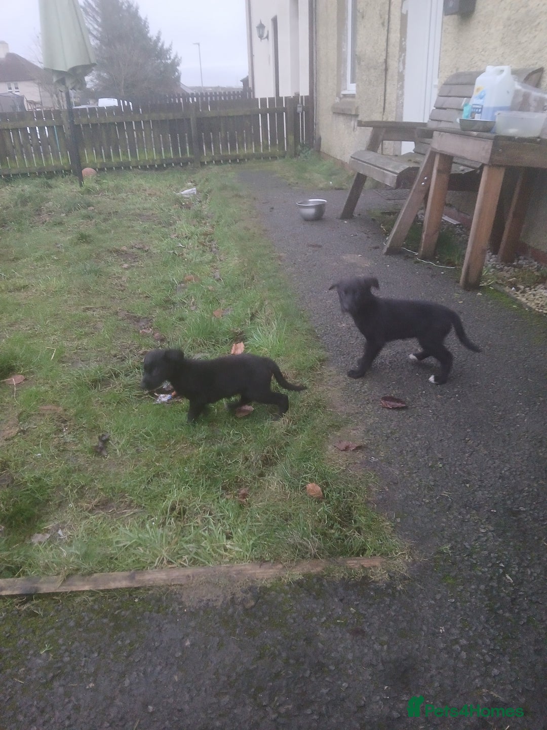 Borador dogs for sale: 8 beautiful borador ready for their forever homes  - Advert 3