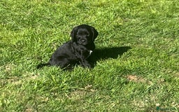 Cocker Spaniel dogs for sale: Beautiful show cocker GIRLs - Image 13