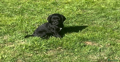 Cocker Spaniel dogs - Advert 7