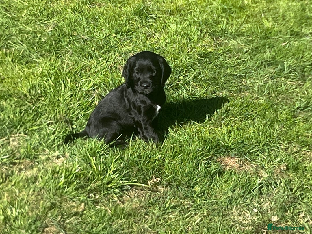 Cocker Spaniel dogs for sale: Beautiful show cocker GIRLs - Image 13