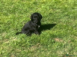 Cocker Spaniel dogs - Advert 7