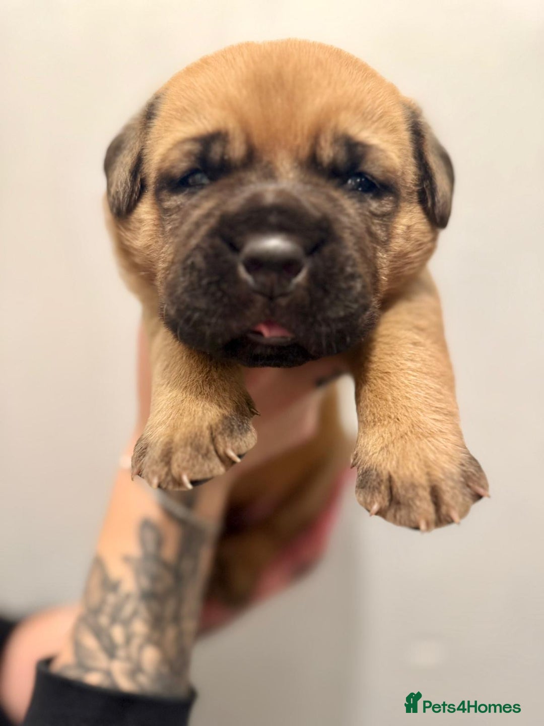 Mixed Breed dogs for sale: Puppies  - Image 8