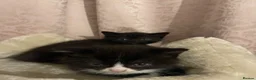 British Shorthair cats for sale: British short hair kittens with dark chocolate fur - Advert 10
