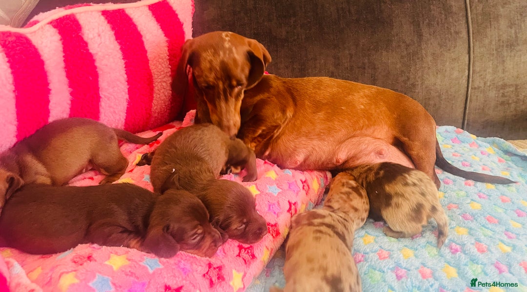 Miniature Dachshund dogs for sale: Stunning minature dachshund puppies - Image 26