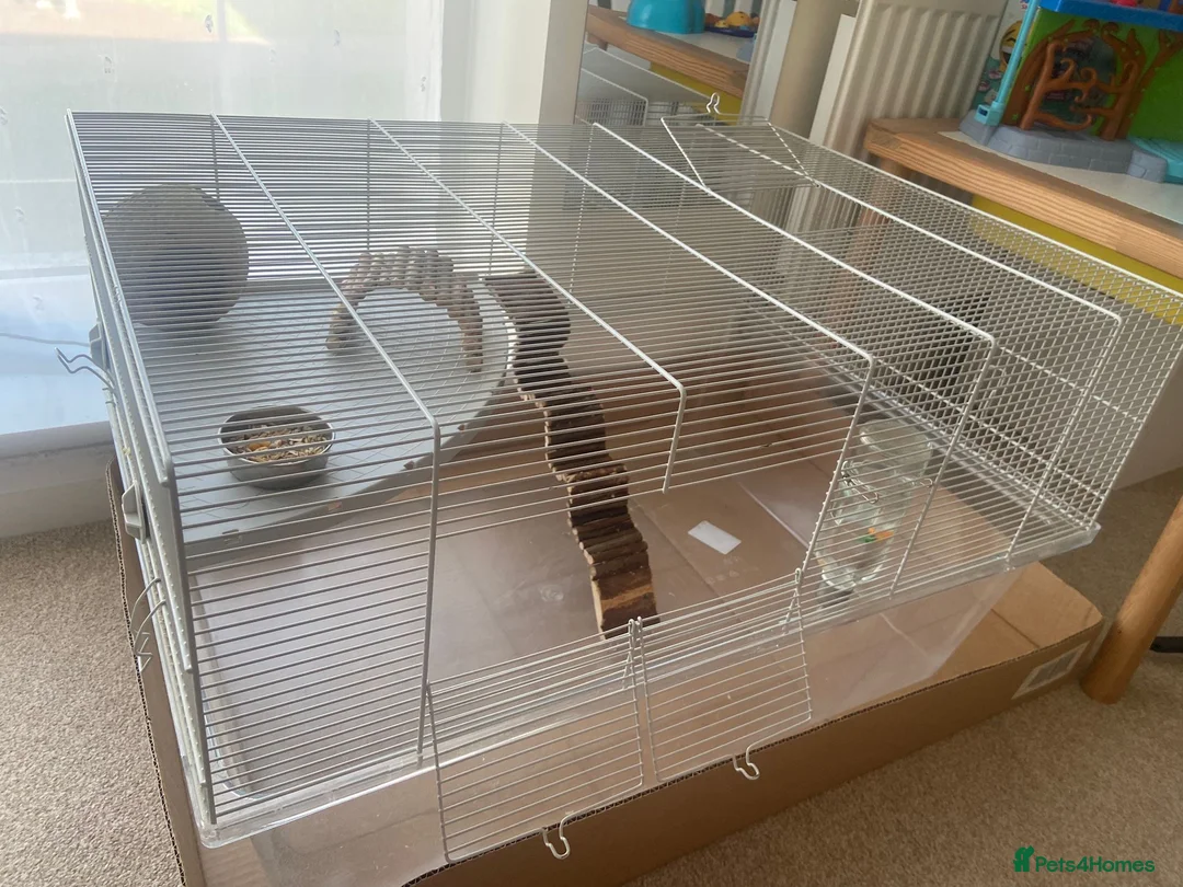 Gerbil rodents for sale: 2 gerbils males with cage and additions  - Advert 12
