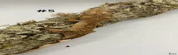 Gecko reptiles for sale: Adult + Juvenile Crested Geckos inc. Lilly Whites - Advert 9
