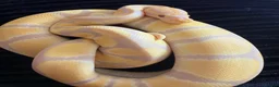 Python Snake reptiles for sale: Female Albino Ball Python possible Toffino young  - Advert 3