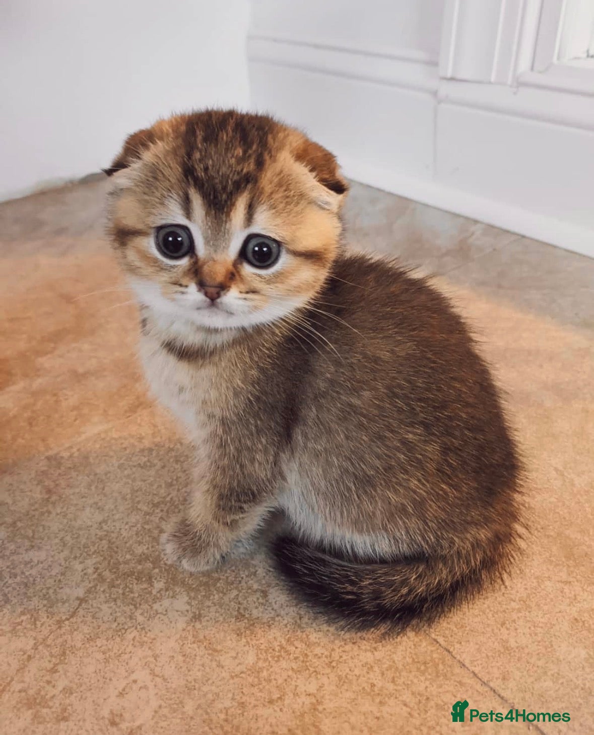 Scottish Fold cats Gorgeous Golden Scottish Fold Kittens - Advert 13