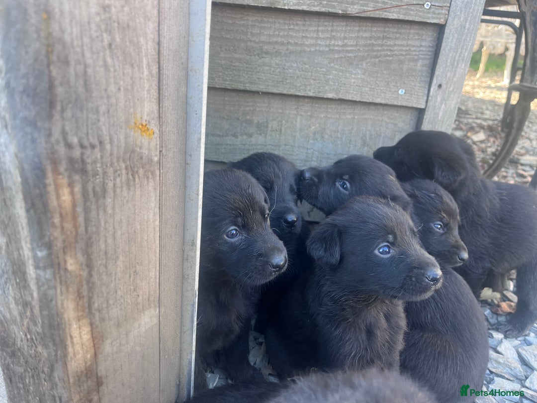 Labrador Retriever dogs for sale: Incredible repeat mating  - Image 16