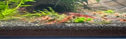 Shrimps fish for sale: Baby cherry Shrimp  - Advert 1