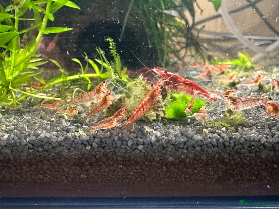 Shrimps fish for sale: Baby cherry Shrimp  - Advert 1