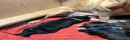 Labradoodle dogs for sale: Mini Labradoodles F1: Black & Blue Merle  in Thirsk - Advert 30