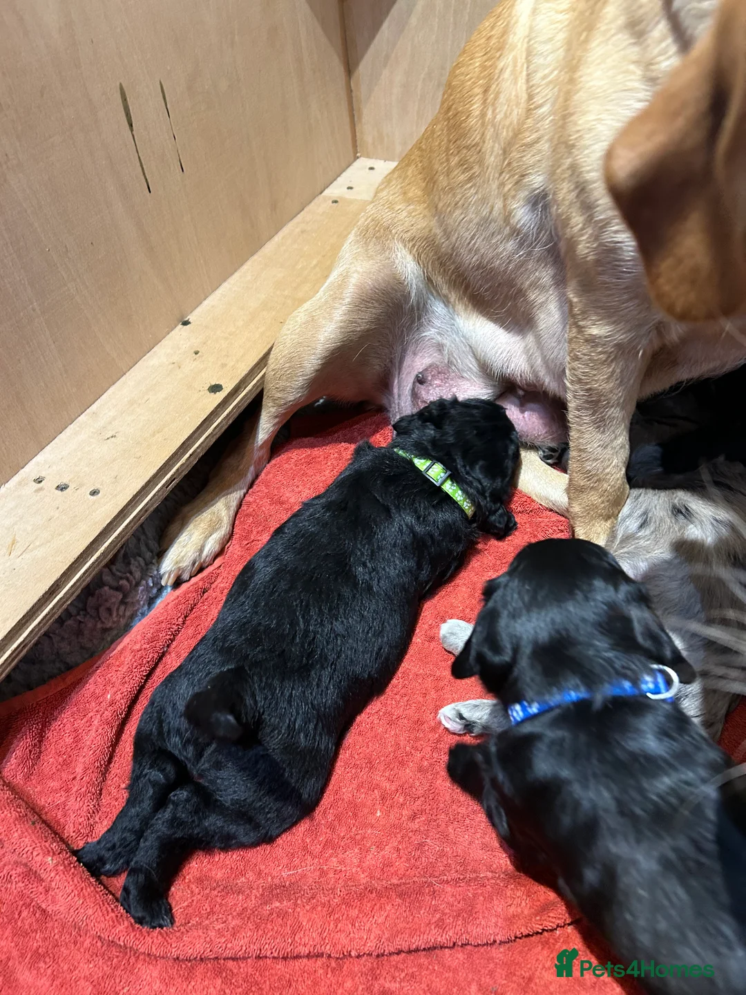 Labradoodle dogs for sale: Mini Labradoodles F1: Black & Blue Merle  in Thirsk - Advert 30
