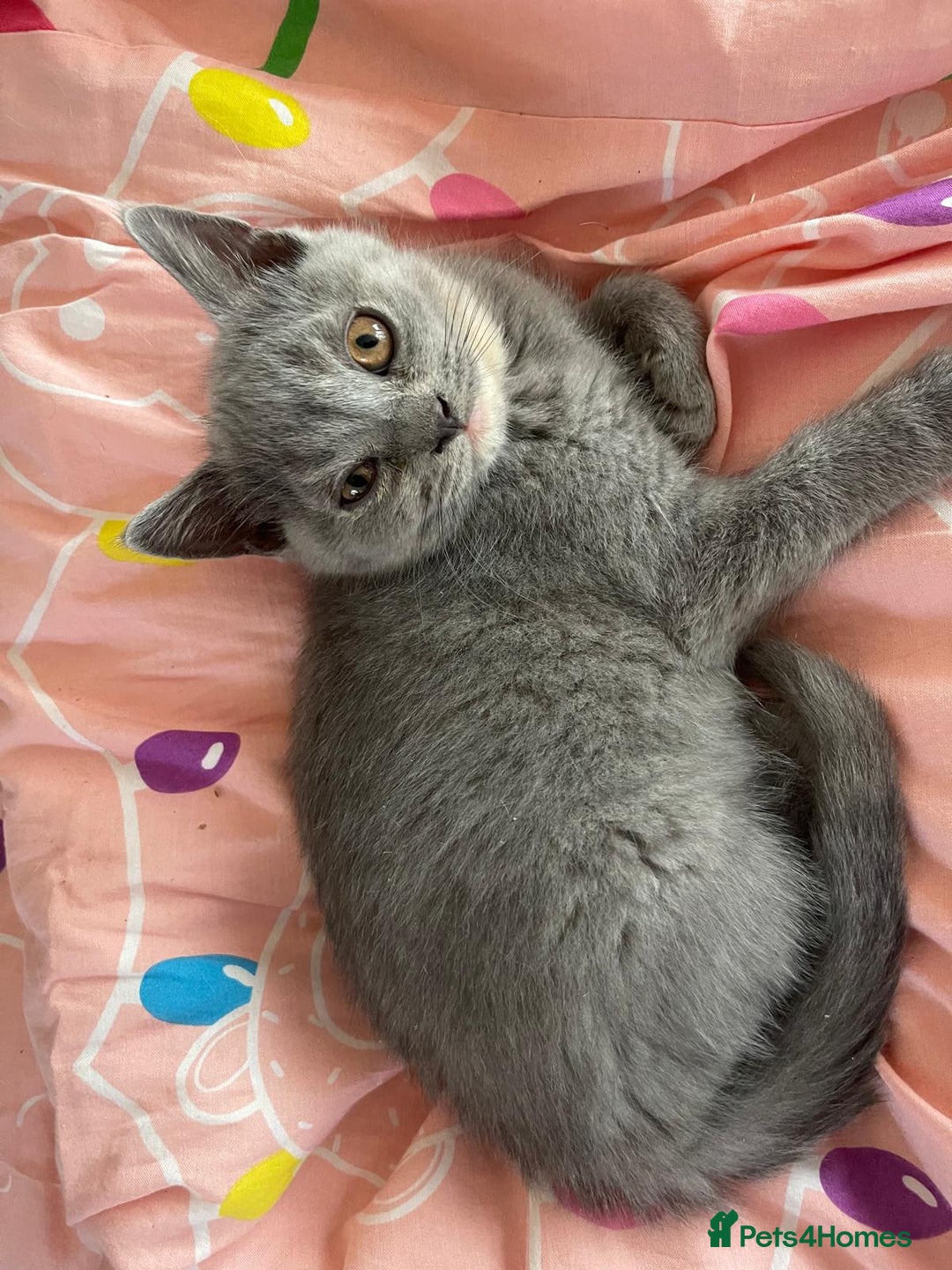 British Shorthair cats for sale: Beautiful 5th generation British shorthair kittens - Image 9