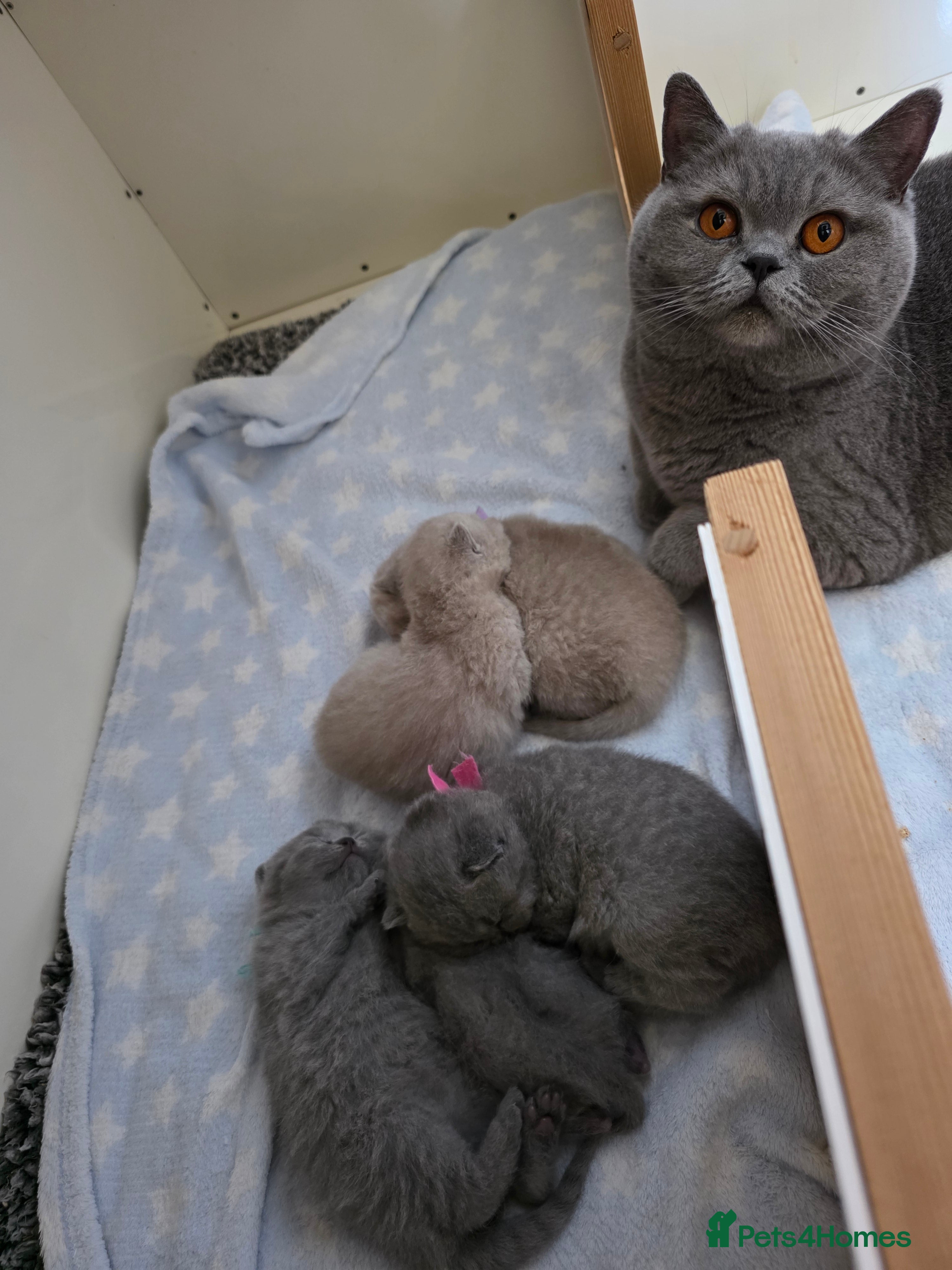 British Shorthair cats for sale: CHAMPION SIRED BSH KITTENS AVAILABLE TO RESERVE - Advert 6