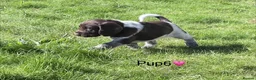 Cocker Spaniel dogs for sale: Spaniel Pups for sale - Advert 13