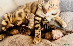 Bengal cats for sale: Active TICA Reg. Bengal Queen Sepia & Blue Carrier - Image 7