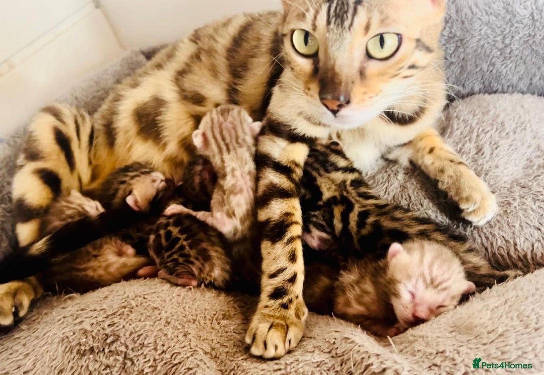 Bengal cats for sale: Active TICA Reg. Bengal Queen Sepia & Blue Carrier - Image 7