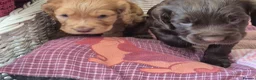 Cocker Spaniel dogs for sale: KC REGISTERED WORKING COCKER SPANIEL PUPPIES  - Advert 16